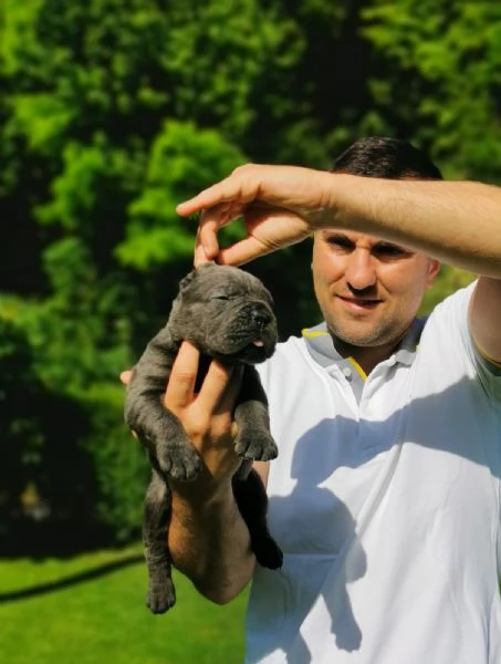 Cucciola femmina di Cane Corso | Foto 1