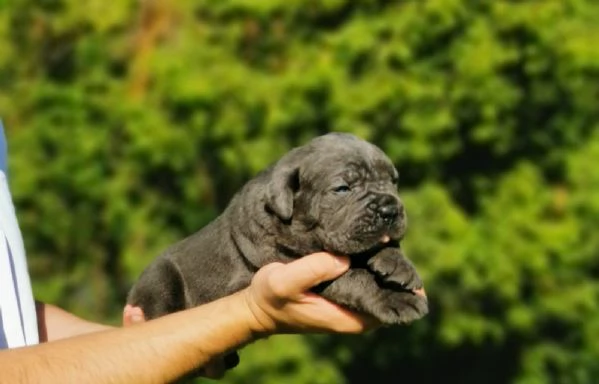Cucciola femmina di Cane Corso