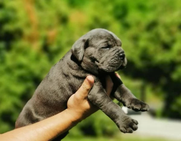 Cucciola femmina di Cane Corso | Foto 0