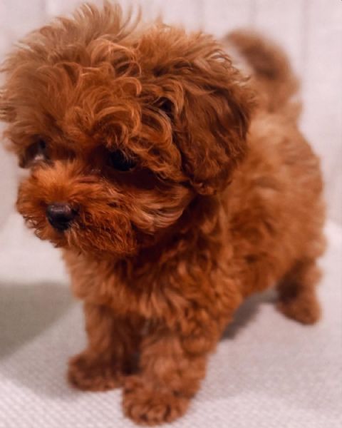 Barboncini toy Maschi e femmine | Foto 0