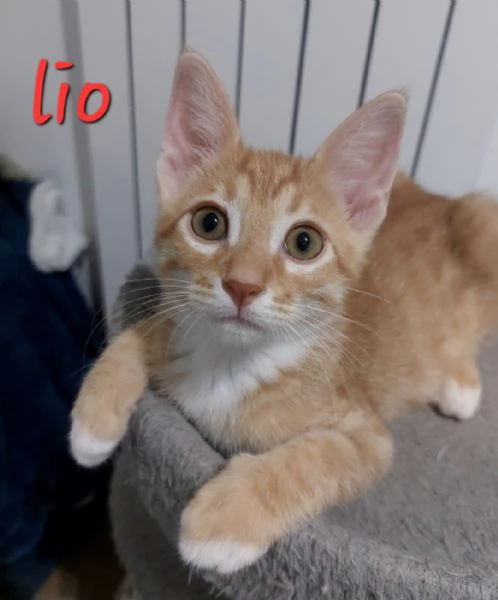 Lio gattino rosso
