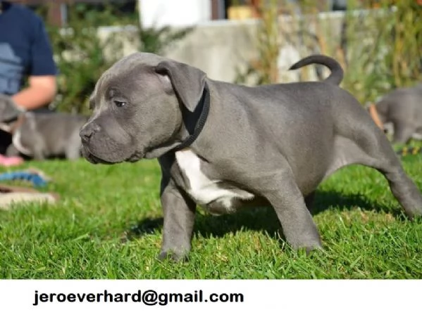 Regalo Cuccioli di American pitbull terrier