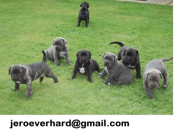 Regalo cuccioli di cane corso