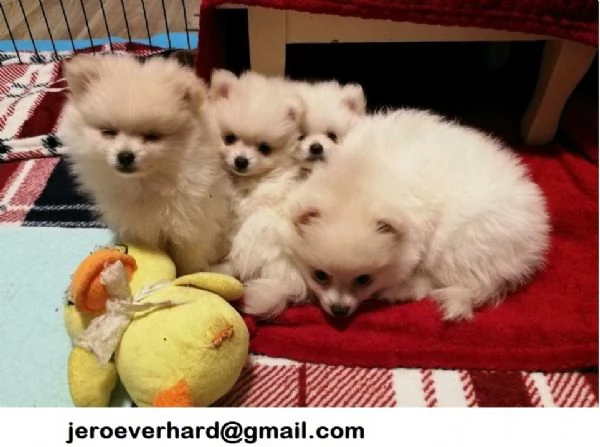 Regalo cuccioli di Volpini Spitz di Pomerania a disposizione.