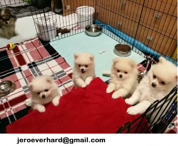 Regalo cuccioli di Volpini Spitz di Pomerania 