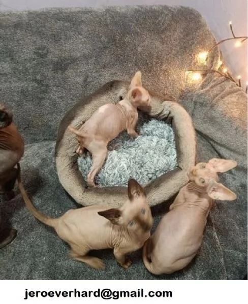 Regalo Gatti Sphynx con pedigree