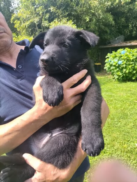 Cuccioli Pastore tedesco da lavoro