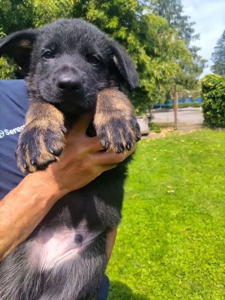 Cuccioli Pastore tedesco da lavoro | Foto 2