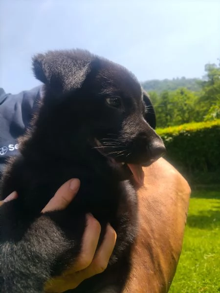 Cuccioli Pastore tedesco da lavoro | Foto 1