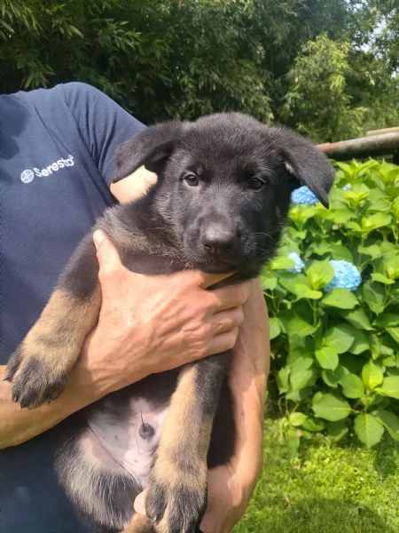 Cuccioli Pastore tedesco da lavoro | Foto 0