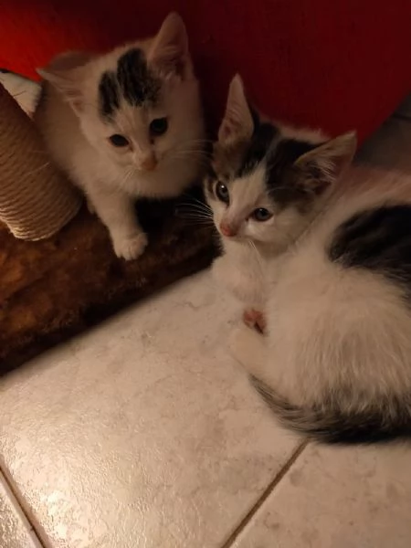 Regalo 2 gatti di un anno e  mezzo 