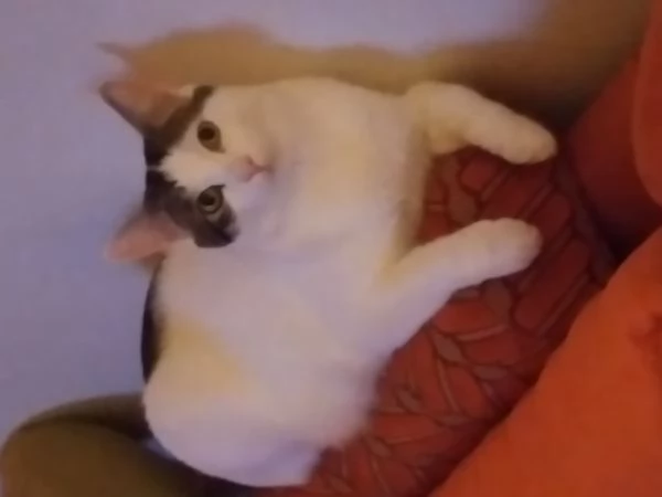 Regalo 2 gatti di un anno e  mezzo  | Foto 2