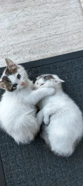 Regalo 2 gatti di un anno e  mezzo  | Foto 1
