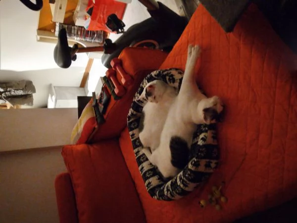 Regalo 2 gatti di un anno e  mezzo  | Foto 0