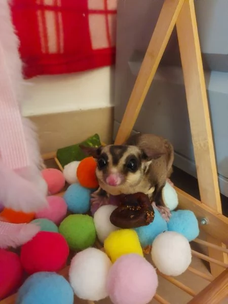 Petauri dello zucchero/ scoiattolo volante