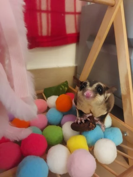 Petauri dello zucchero/ scoiattolo volante | Foto 0