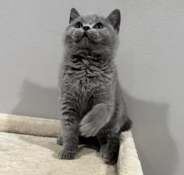 Gattini British Shorthair | Foto 0