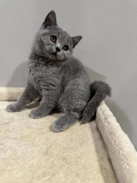 Gattini British Shorthair