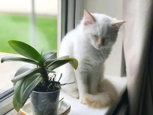 I gattini hanno bisogno d'amore I nostri gattini hanno bisogno d'amore! Hanno | Foto 2