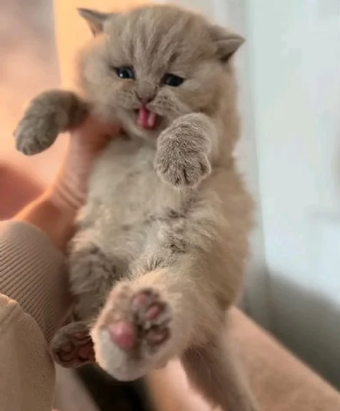 Adorabili gattini Ragdoll disponibili!  | Foto 1