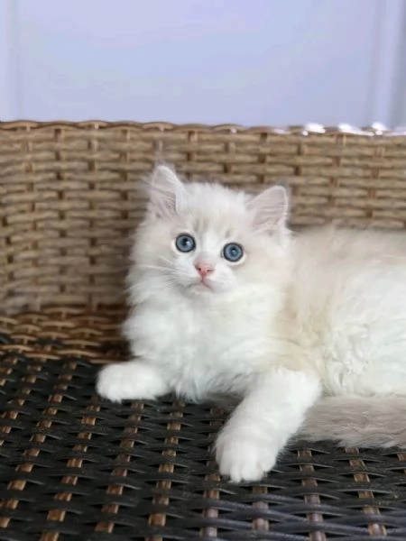 Adorabili gattini Ragdoll disponibili! 
