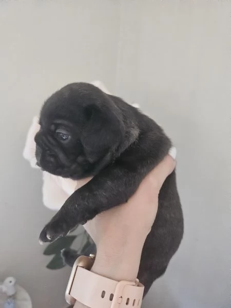 Vendita cuccioli bulldog francese 