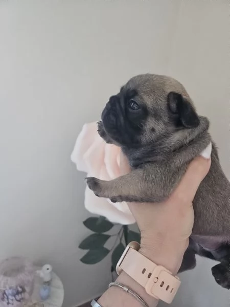 Vendita cuccioli bulldog francese  | Foto 2