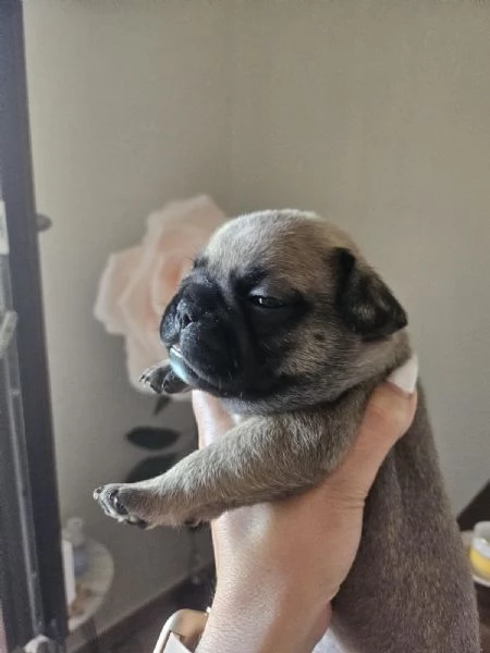 Vendita cuccioli bulldog francese  | Foto 1