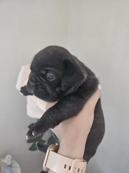 Vendita cuccioli bulldog francese  | Foto 0