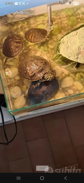 Tartarughe d'acqua  | Foto 1