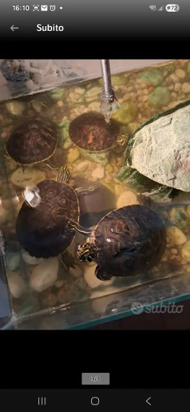 Tartarughe d'acqua  | Foto 0