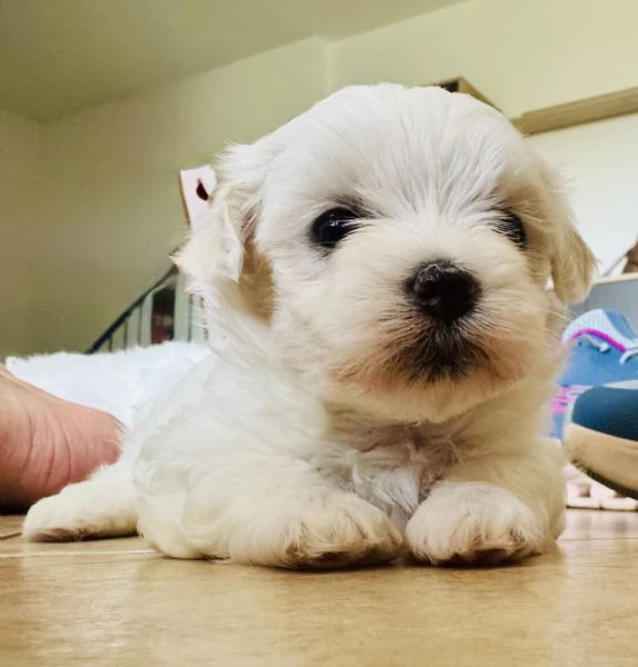 Cuccioli maltese