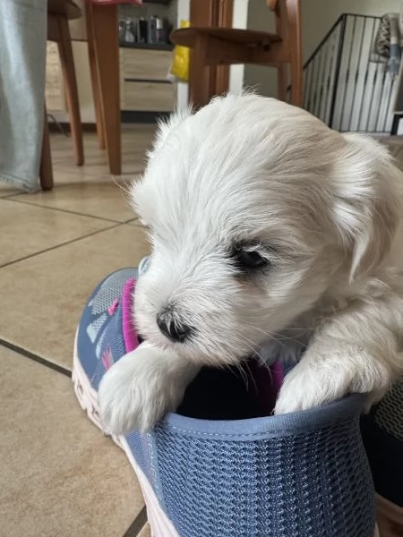 Cuccioli maltese | Foto 0
