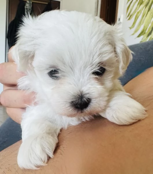 Cucciola maltese