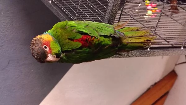 Pappagallo gola blu  | Foto 2