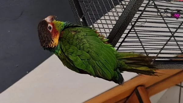 Pappagallo gola blu  | Foto 1