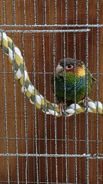 Pappagallo gola blu  | Foto 0