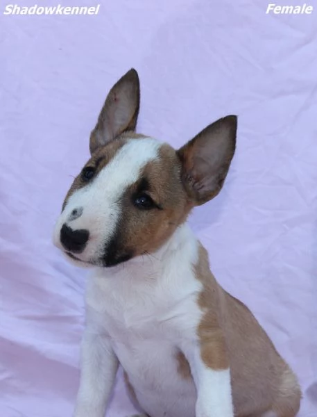 Mini Bull Terrier – Bellissimi Cuccioli | Foto 6