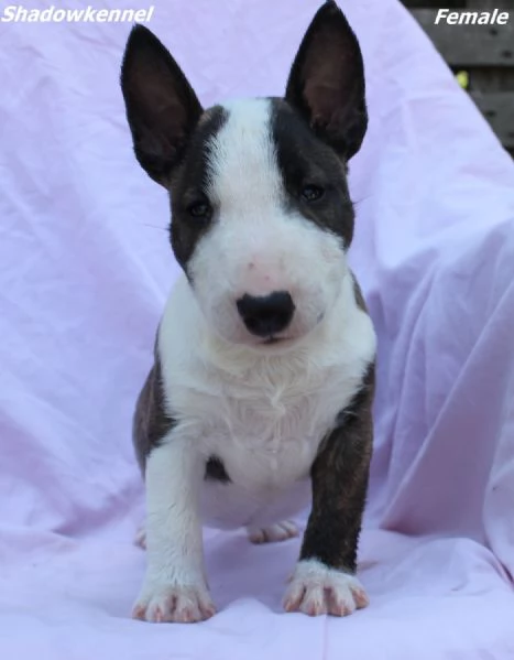 Mini Bull Terrier – Bellissimi Cuccioli | Foto 5