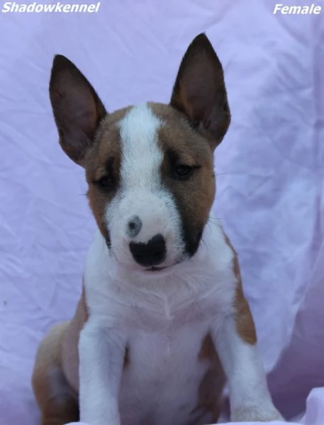 Mini Bull Terrier – Bellissimi Cuccioli | Foto 0