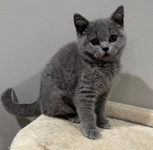 Gatti British shorthair