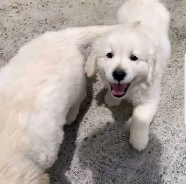 Disponibili cuccioli di Golden retriever