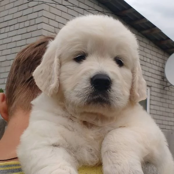 Cucciole golden retriever