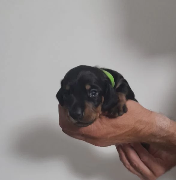 Bassotto tedesco nano | Foto 2