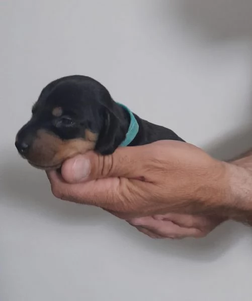 Bassotto tedesco nano | Foto 1