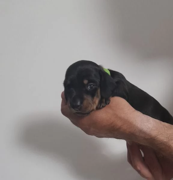 Bassotto tedesco nano | Foto 0