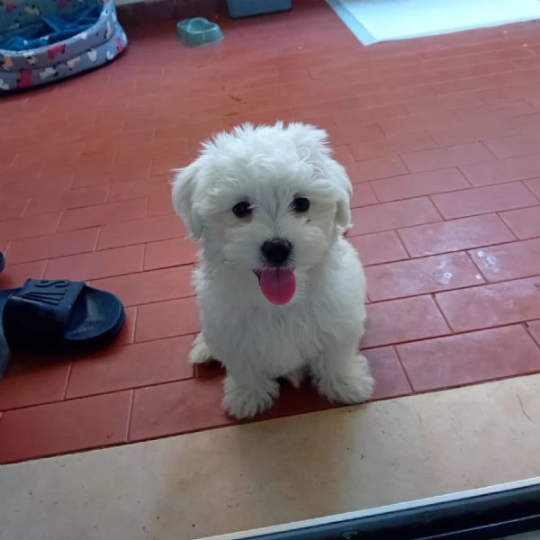 Cucciolo maltese 