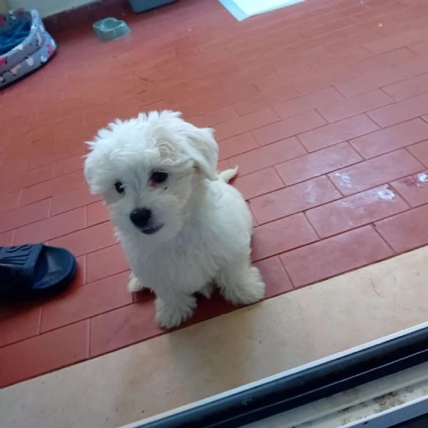 Cucciolo maltese  | Foto 0