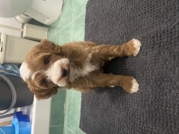 Cucciolo femmina | Foto 2