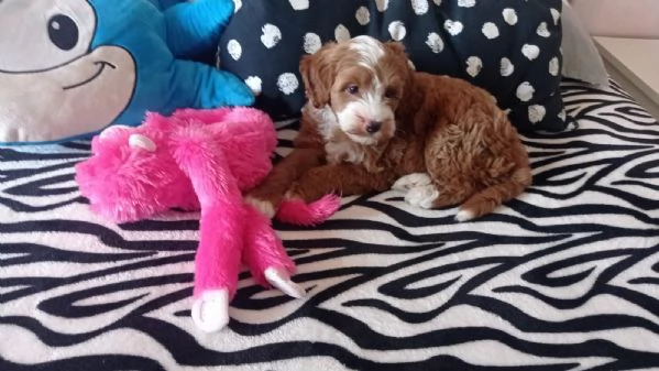 Cucciolo femmina | Foto 1